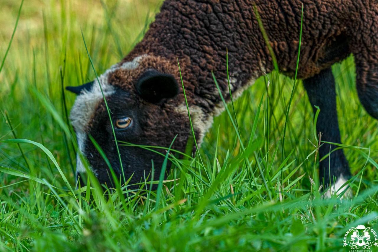 Agroturystyka Corno Owca Zabnica Esterno foto